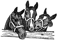 Old Barn Stables