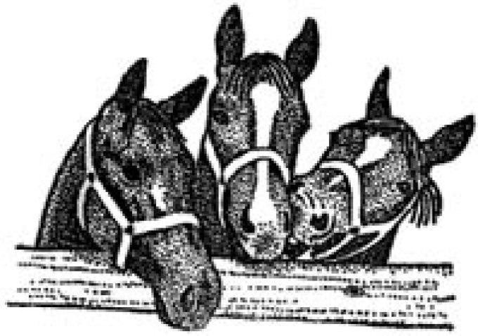 Old Barn Stables